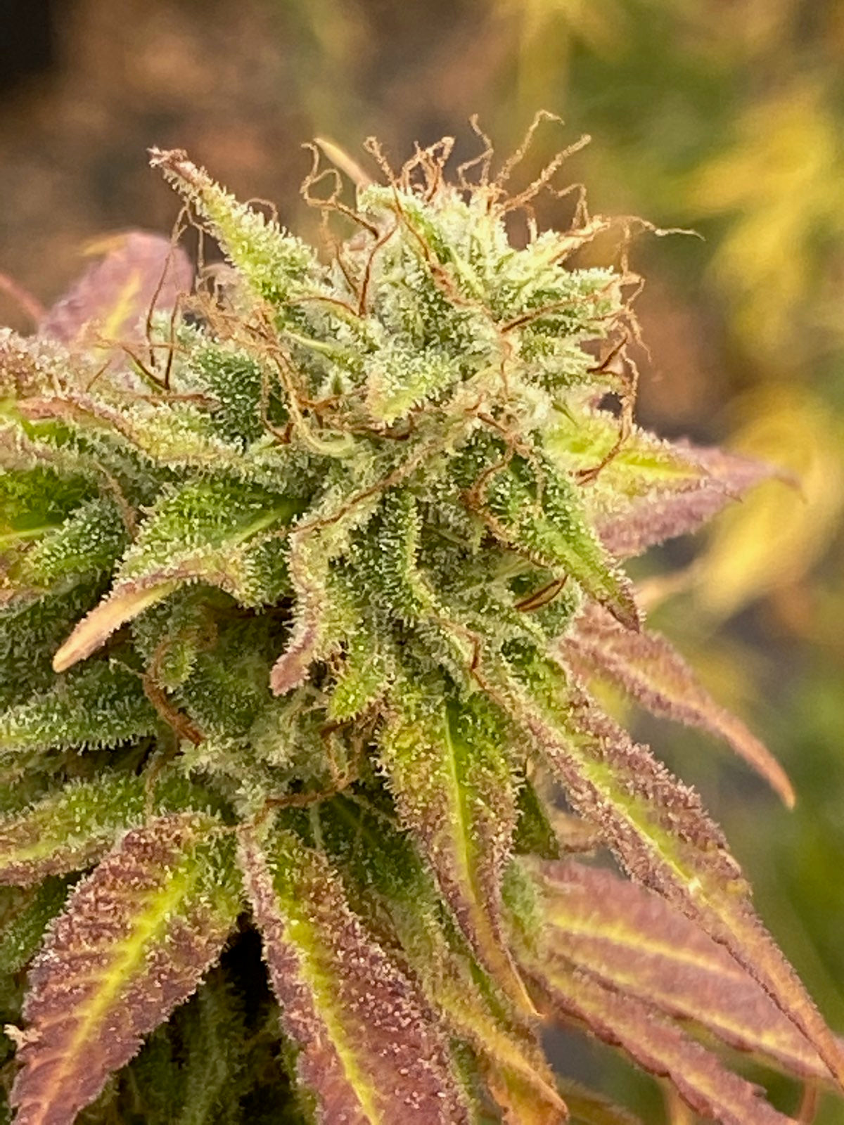 The Perla Hemp Cigar with Bamboo Tip