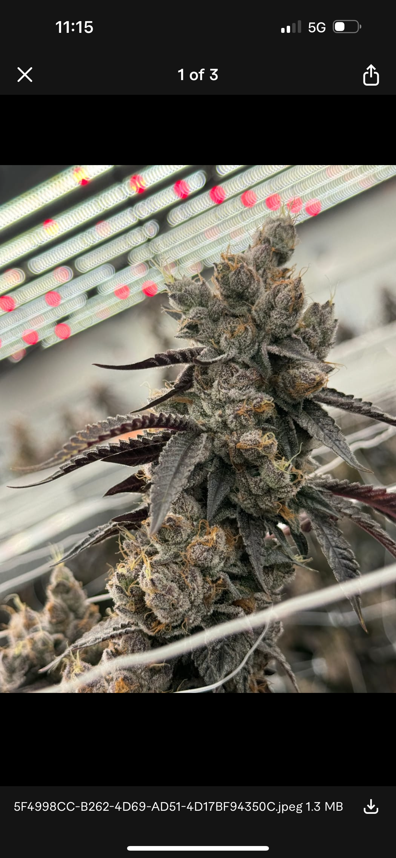 THCA Exotic Alien Runtz  Flower 35%