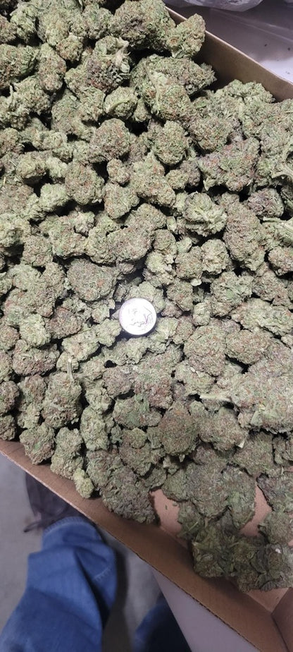 THCA Indoor Plasma Gas Indica Flower 34%