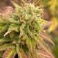 The Perla Hemp Cigar with Bamboo Tip