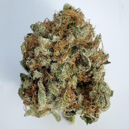 THCA Head Dog